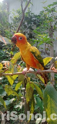 Sunkonur 6 Month Yellow dominant Very Good Quality (Urgent )